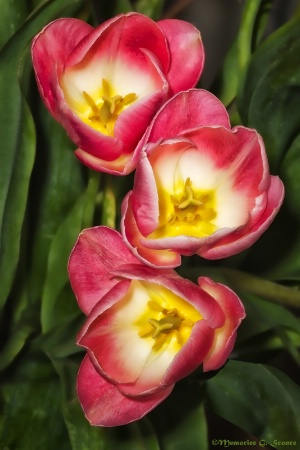 Tulip Trio