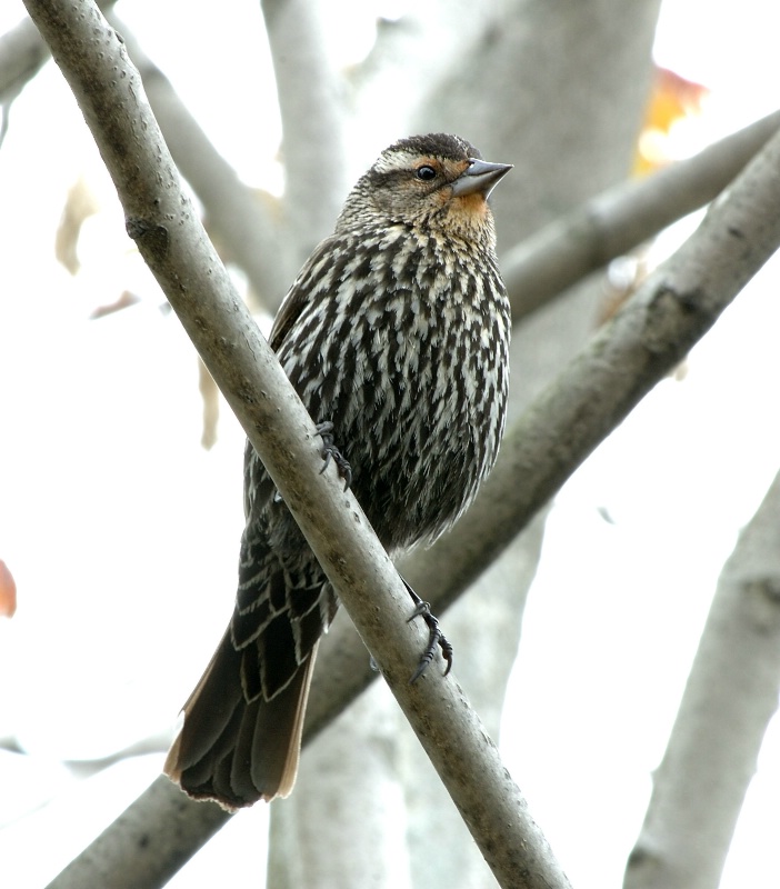 Bird at the Park