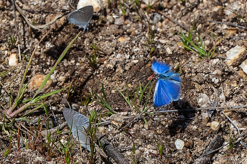 Azure Blue Butterflies )3 - ID: 12932878 © John A. Roquet