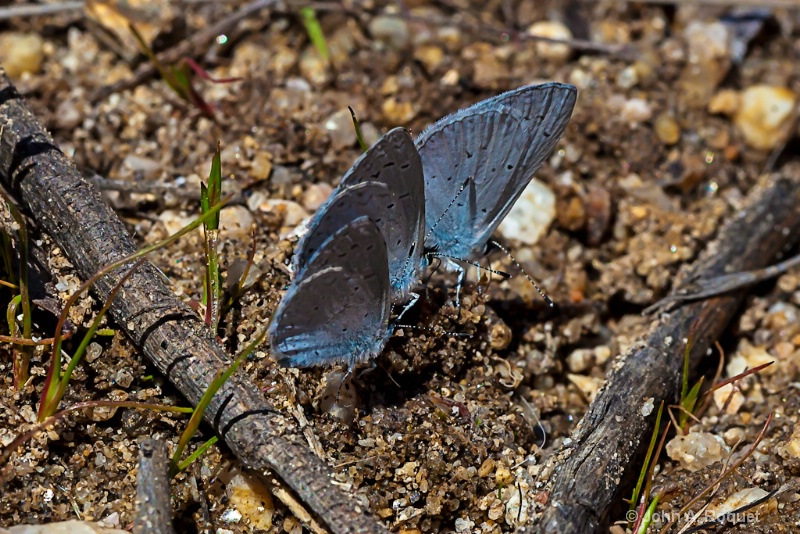 Azure Blue Butterflies 02 - ID: 12932879 © John A. Roquet