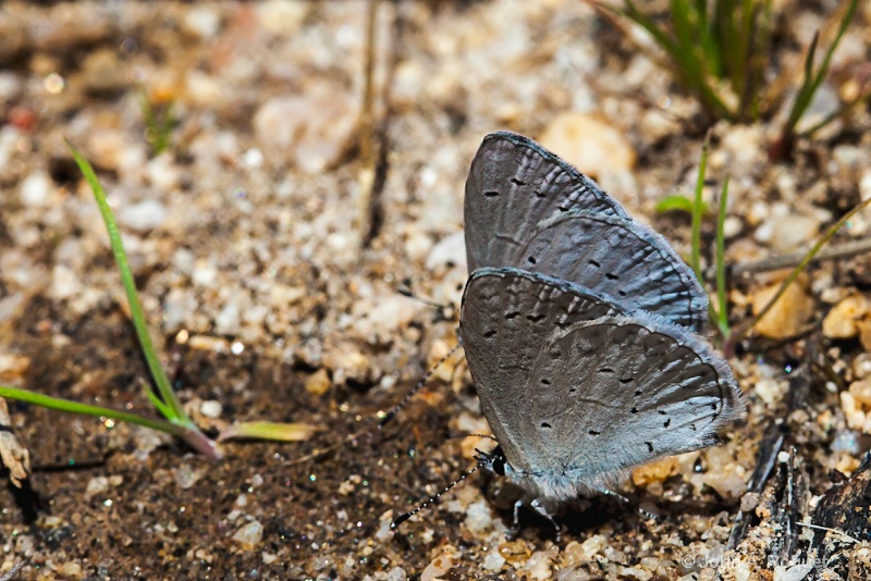 A Couple of Spring Azure Butterflies - ID: 12932880 © John A. Roquet