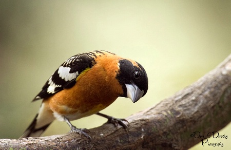 Male Grosbeak