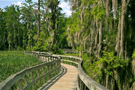 PHINIZY SWAMP FOOTBRIDGE