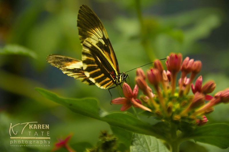 Spring is in the air - ID: 12934140 © Karen Rosenblum