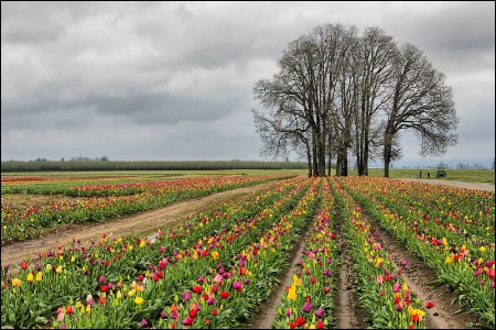 Tulip Time!