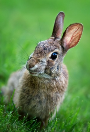 Curious Bunny