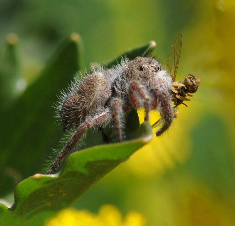 Jumping Spider with Lunch