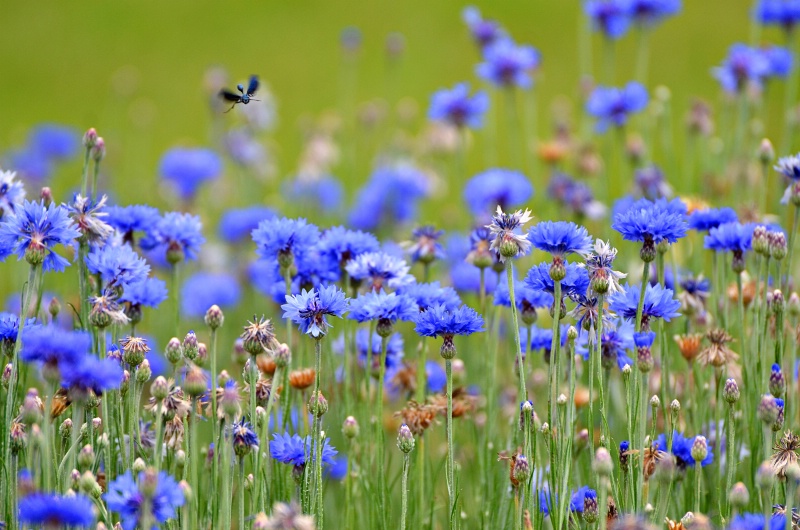 Blue Camouflage