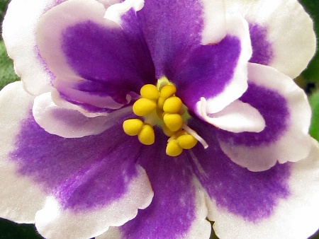 African Violet