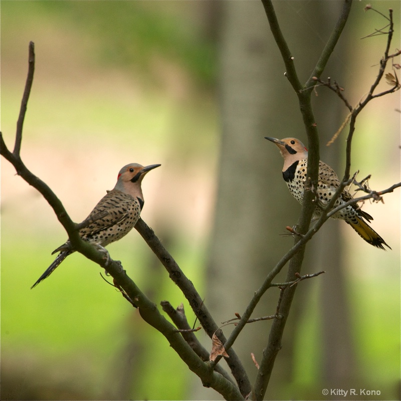 two flickers face to face in a small tree