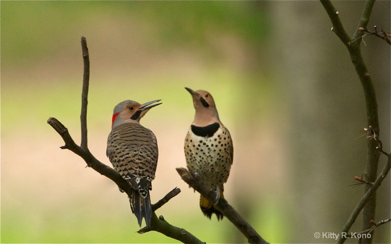 two flickers together on a branch - somebody s wat