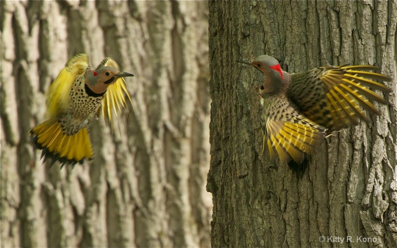 Male Flickers Fighting at Valley Forge