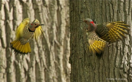 Male Flickers Fighting at Valley Forge