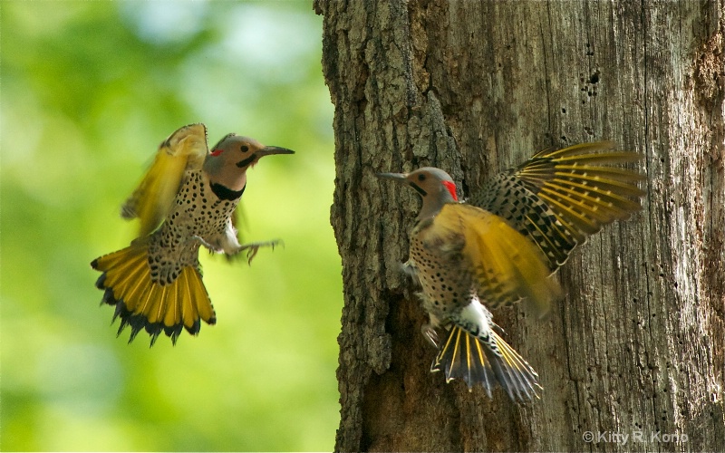 two male flickers fighting in mid air  i think 