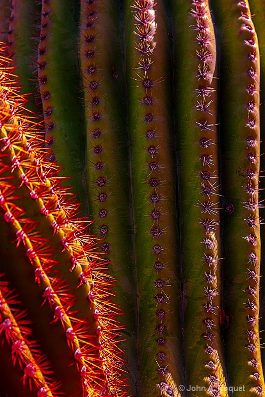 Saguaro Ribs - ID: 12936203 © John A. Roquet