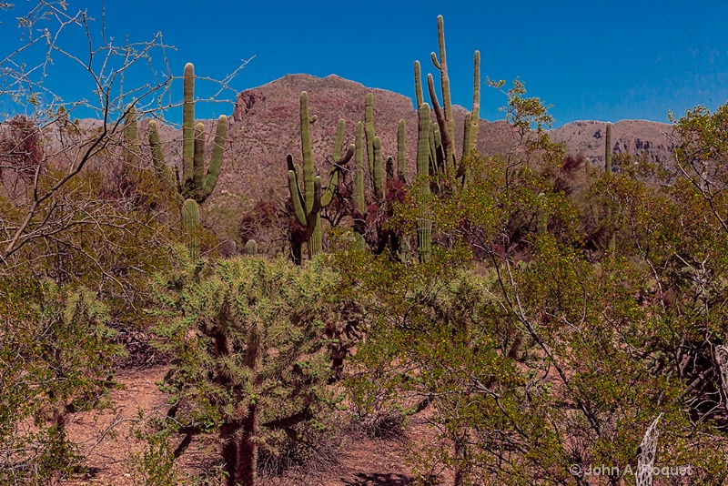 sonoran desert view - ID: 12936204 © John A. Roquet