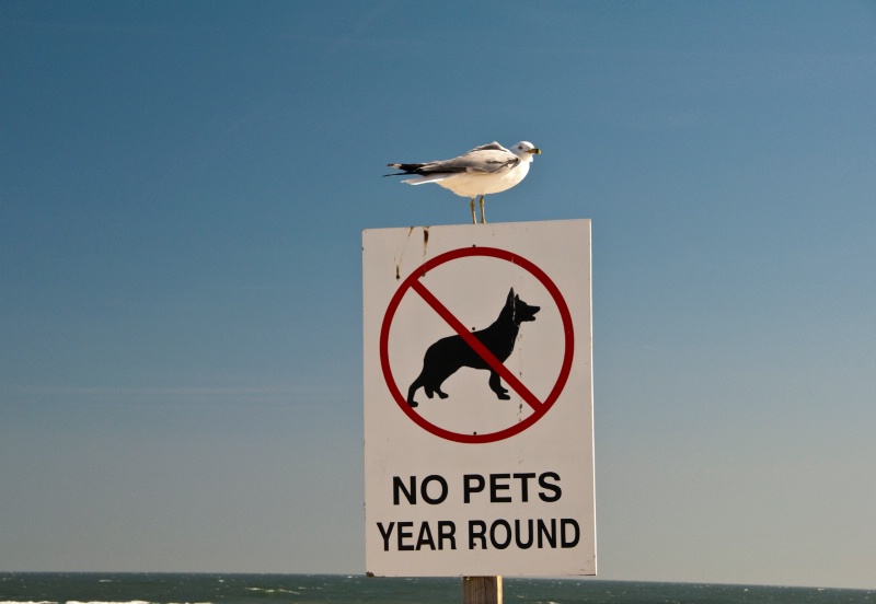 Security Gull