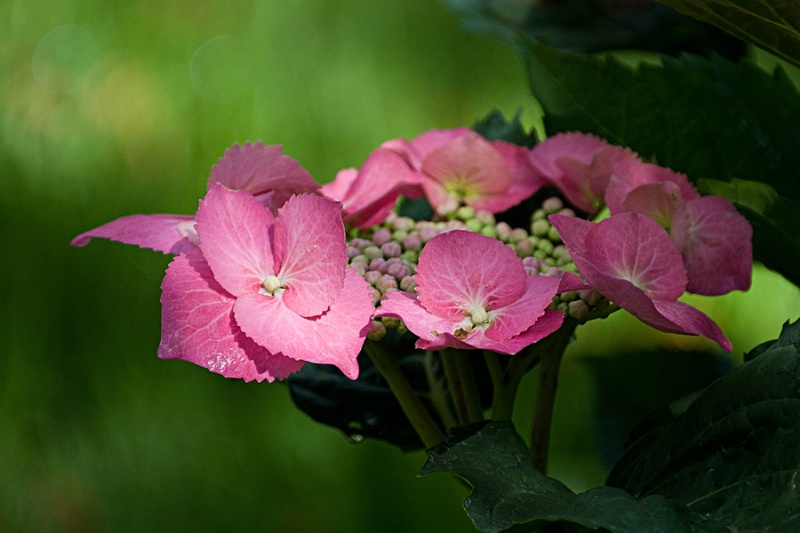 Hydrangea