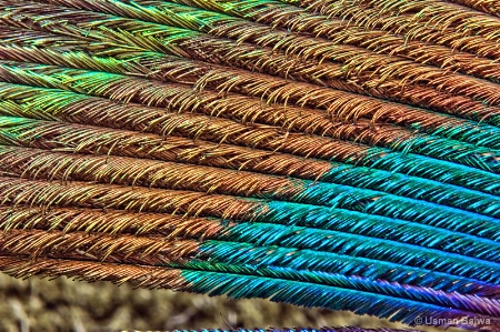 Peacock Colors