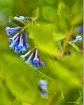 Bluebells