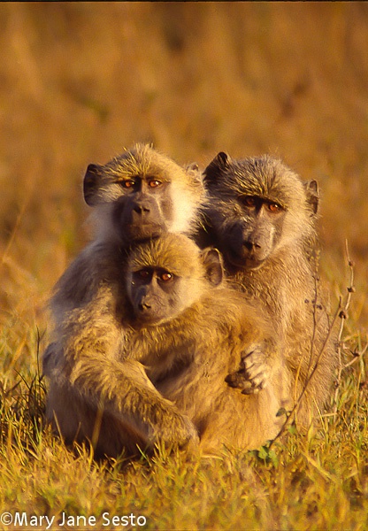 Baboon Youngsters, Zimbabwe