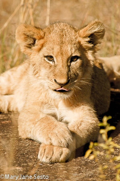 Lion Cub Tongue, South Africa