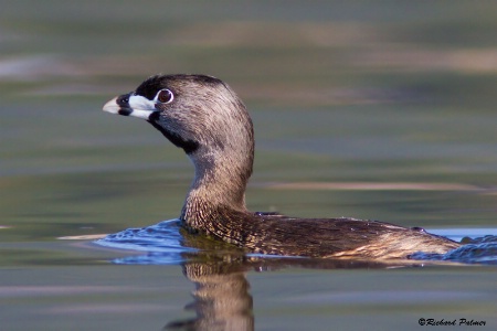 Pied-billed Grebe