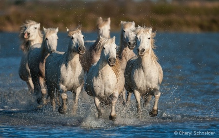 Camargue Horses 012