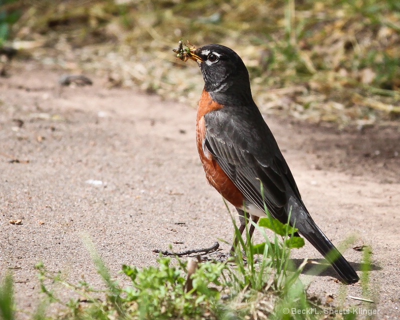 Mama Robin with a meal for her kids