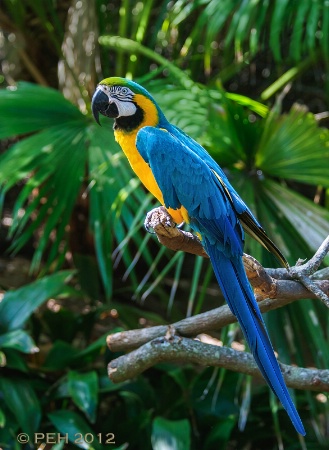 Captive Macaw