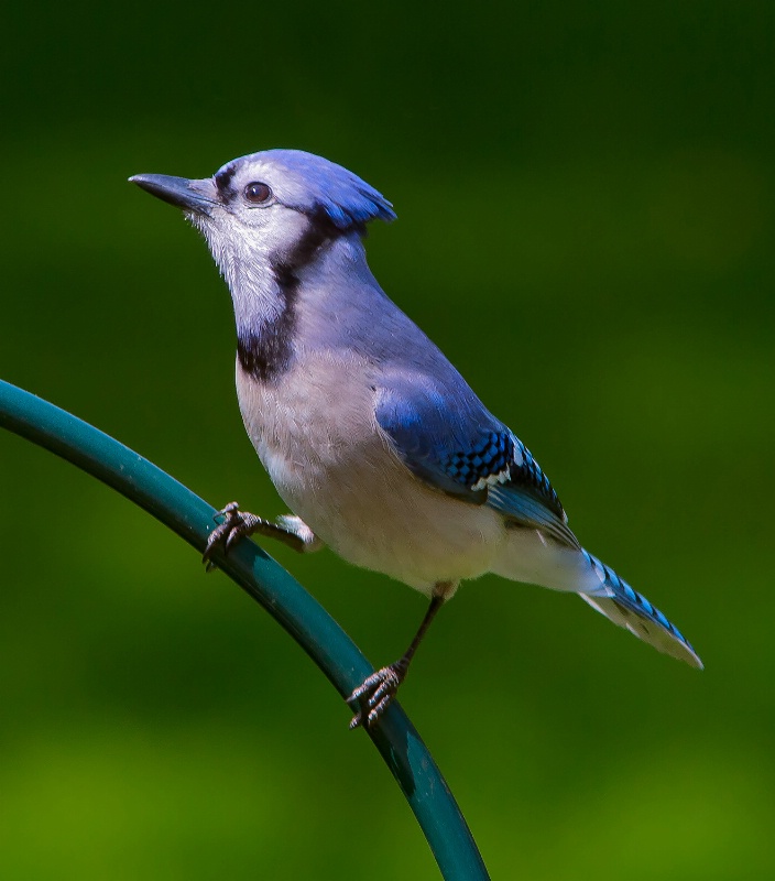 Blue Jay