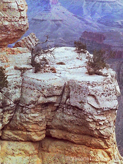 Grand Canyon shelf