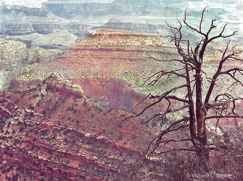 Grand Canyon dead tree