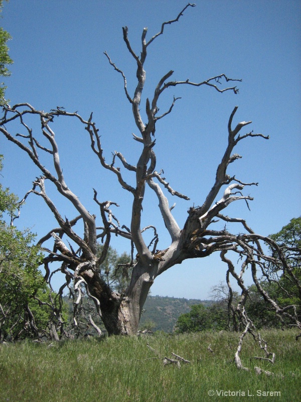 Old Tree in Henry CoeSP