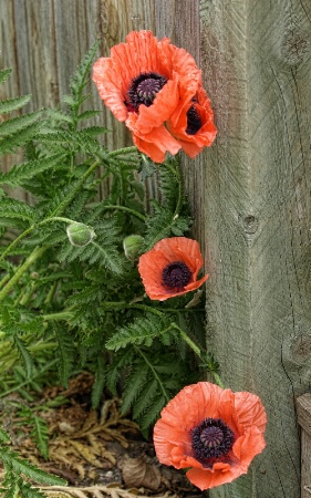 Poppies