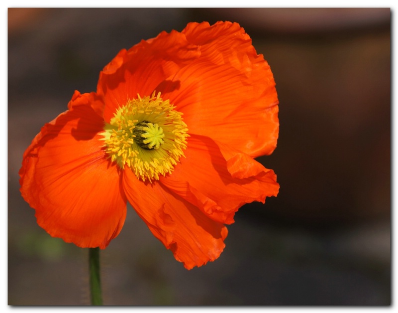 Today's Poppy