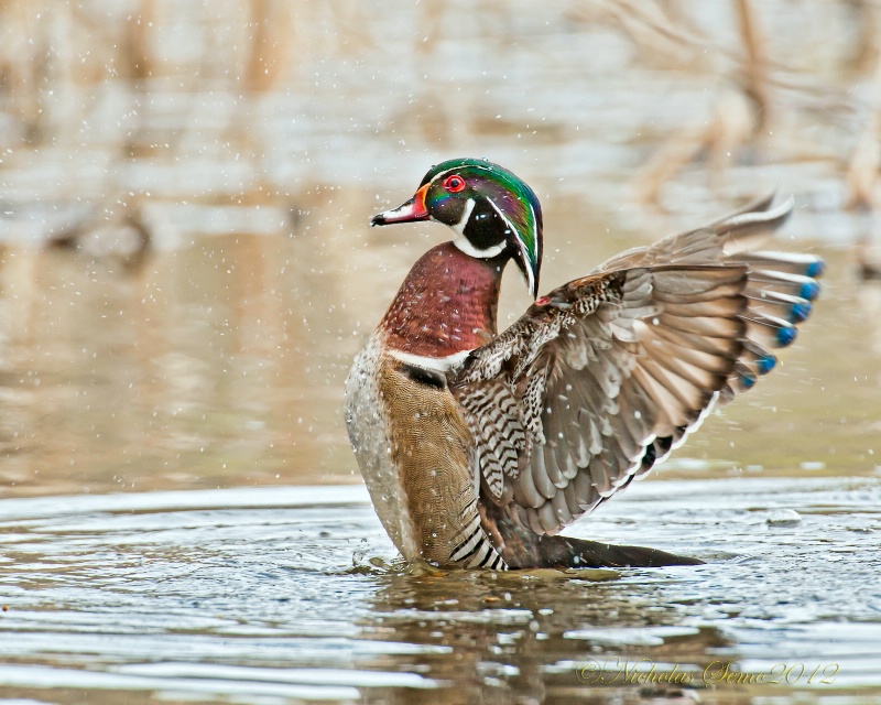 Woodie Flapping