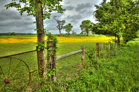 Field of Bitterweed 2