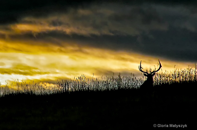 Elk at sunset, Yellowstone National Park - ID: 12939359 © Gloria Matyszyk