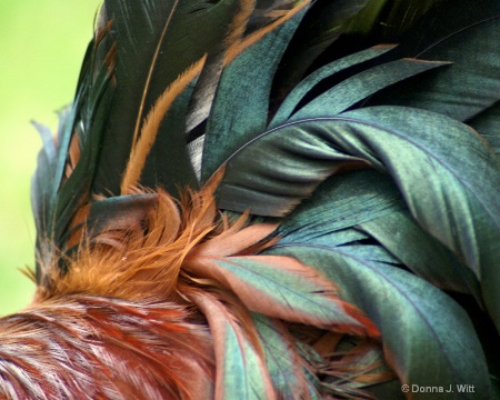 Rooster Tail Detail