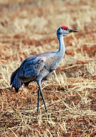 Sandhill Crane