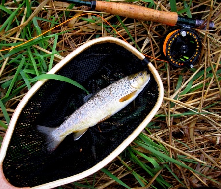 Fly Rods and Brown Trout.