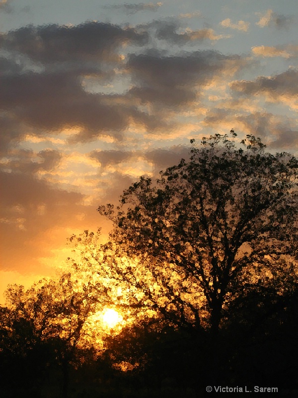Texas Sunset over Pecan Orchard