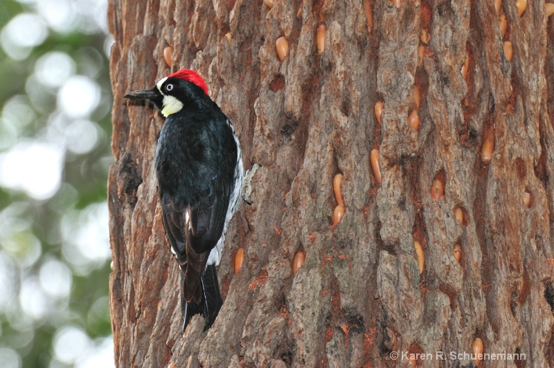 Posing Woodpecker