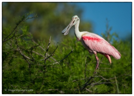 Colorful Spoonbill