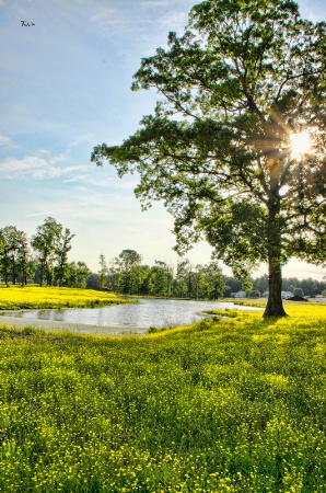 Rural Spring Scene