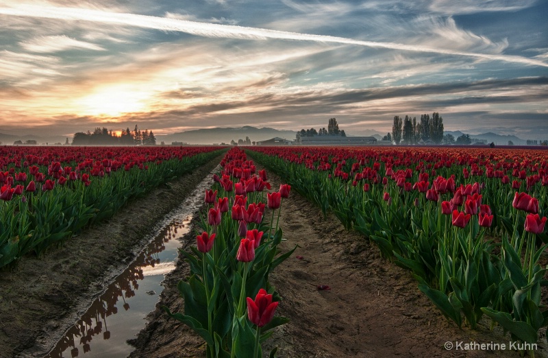 Tulip Dawn