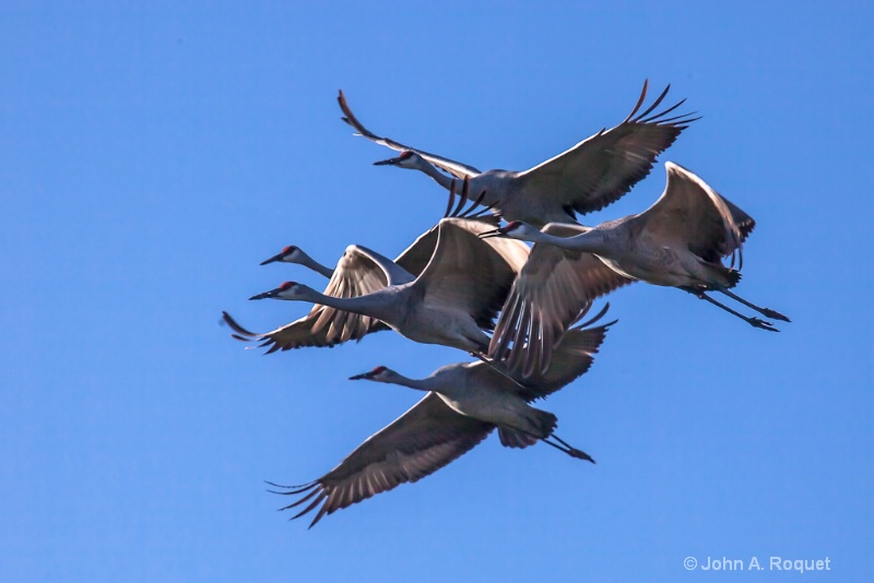 Sandhill Cranes in Flight - ID: 12942312 © John A. Roquet