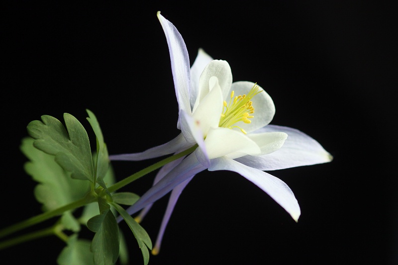 columbine