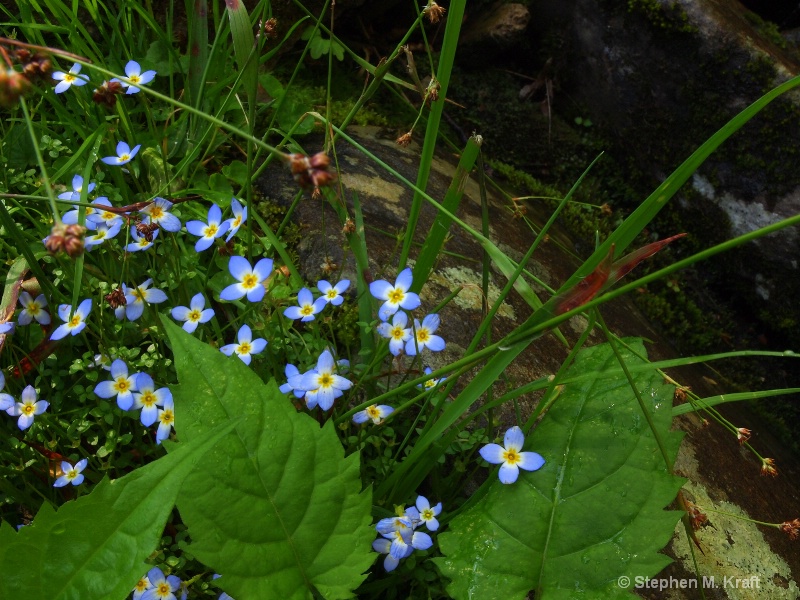 Little Blue Flowers